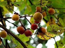 Courtesy of sam van sam van aken plants his hybridized fruit trees at thompson's point after making the journey with. Unusual Fruit Trees Archives Wild Abundance