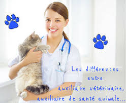 Formation d'auxiliaire / assistant vétérinaire. Differences Entre Auxiliaire Veterinaire Asa Avq Et Asv