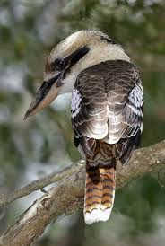 Laughing Kookaburra Is A Carnivorous Bird In The Kingfisher Family It Is Native To Eastern Australia And Has Bee Pretty Birds Beautiful Birds Australian Birds