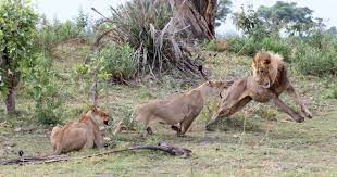 A Lioness Captures A Baby Baboon And Does The Unexpected