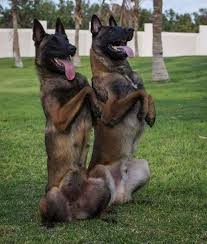 Malinois Mechelse Herder Werkhonden Belgische Herder