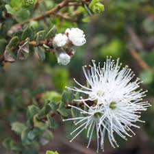 Image result for Kunzea