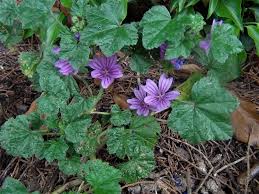 Mallow or mallows may refer to: Mallow Round Dock Malva Sylvestris