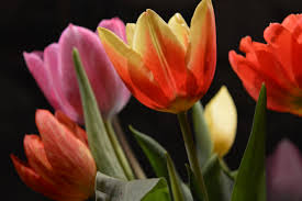Maybe you would like to learn more about one of these? 5 Best Florists In Memphis Tn