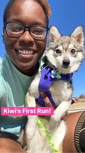 Alaska malamutes go for a run