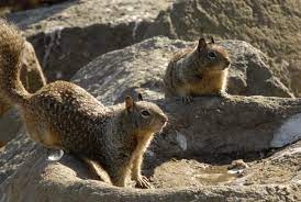 California ground squirrels are the most common species in and around homes and gardens. Datei Pair Of California Ground Squirrels Jpg Wikipedia