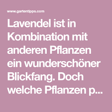 Lavendel Kombinieren Das Sind Die Besten Partner Fur Die Mediterrane Pflanze Pflanzen Lavendel Gartentipps
