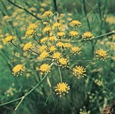 Image result for Apiaceae