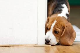 Receive Great Pointers On Beagle Pups They Are Actually On Call For You On Our Site Beagle Puppy Family Dogs Breeds Beagle Dog
