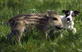 Conventional exotic pet simply describes exotic pets that are commonly available, such as those you would find in chain pet stores like petco. Here Are 15 Exotic Animals Trying To Take The Best Pet Title Away From Dogs