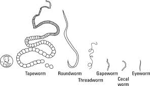 Les vers intestinaux sont des parasites blancs et très fins qui se trouvent dans le gros intestin. Le Controle Et Soin Des Vers Intestinaux Chez Nos Poules Poules En Ville