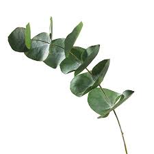 Image result for Eucalyptus sp.