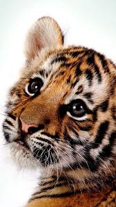 Do See Me Running Hmm Cute Animals Cute Baby Animals Animals Beautiful