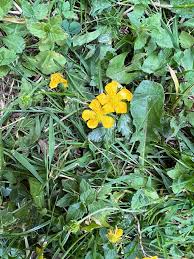 Image result for Ranunculus oreophytus