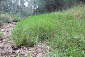 Image result for Cenchrus clandestinus