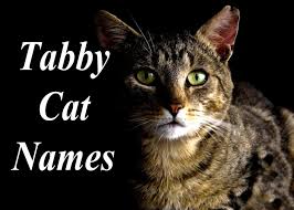 Funcatnames.com offers many tabby cat names to choose from when naming your own cat. The 100 Best Male And Female Tabby Cat Names Cat Mania