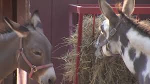 Maybe you would like to learn more about one of these? Farmer Accuses Teens Of Breaking Into Petting Zoo Putting Lipstick On Pony And Abusing Animals Wthr Com