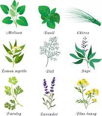 Tanaman Herbal Ikon Warna Warni Desain Berbagai Jenis Isolasi Vektor Icon Vektor Gratis Download Gratis
