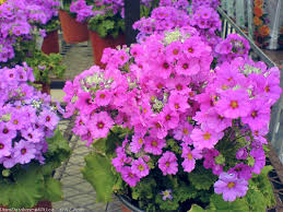 Image result for Primula malacoides