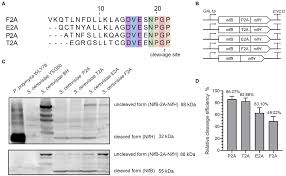 Frontiers | Assembly of nitrogenase biosynthetic pathway in Saccharomyces  cerevisiae by using polyprotein strategy