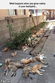 Catnip Brings All The Cats To The Yard Fails Net Funny Animal Pictures Crazy Cats Funny Cats