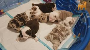 Microchipped 1st vaccinations/flead vet checked wormed up to date girls £4,000 boys £2500 please ring for more info 07592741627. Akc Exotics English Bulldog Chocolates Tri Merles Lilac Tri Merles Youtube