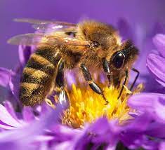 Best Flowers To Grow For A Bee Garden Southeast Agnet