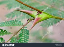 Image result for Acacia cornigera