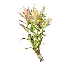 Image result for Limnophila