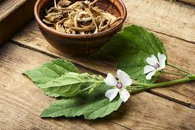 It's actually the root of the marshmallow plant filled with healing properties, like the seven listed marshmallow root (althaea officinalis) has a very long history in folk medicine that goes back to. Marshmallow Roots Effects Medicinal Benefits Smokable Herbs