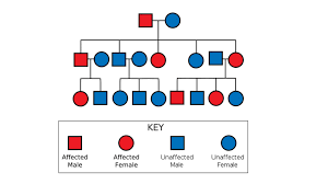 seventh grade lesson pedigrees betterlesson