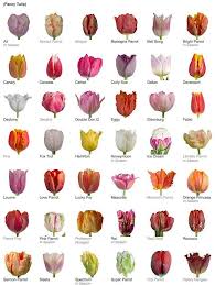 Michaelsusanno Emmammerrick Emmasusanno Twinflamestravelingtheuniversetogethermarriedwith6childrenforeternity Types Of Tulips Tulips Garden Tulips Flowers