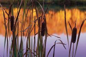 Submerged pond plants compete with algae for nutrients essentially starving the algae and create a most of our submerged oxygenating plants are sold as cuttings in bundles of 4 to 6 stems per. What Are Partially Submerged Plants