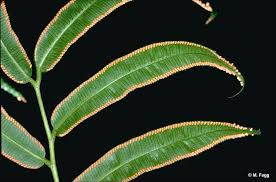 Image result for Ptisana