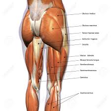Rear View Of Female Hip And Leg Muscles With Labels