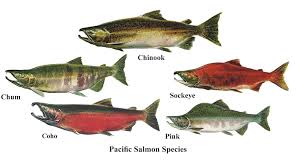 Guided Salmon Fishing In Cooper Landing Jasons Guide Service