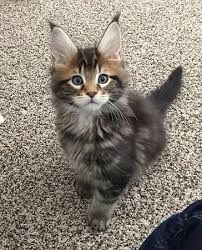 Our goal is to breed for superior, large, sweet and healthy maine coons. Pin On Beautiful Maine Coon Cats