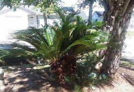 Most breeds of dogs stay away from these plants. Sago Palms Are Toxic To Dogs May Be Lurking In Your Neighborhood