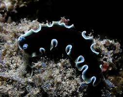 Check spelling or type a new query. Wavy Flatworm Bizarre Animals Cool Creatures