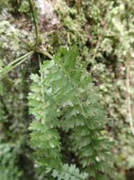 Image result for Asplenium dregeanum