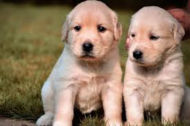 At aurora we strive to produce golden retriever puppies that conform to the akc standards and are gentically sound. Golden Retriever Breeders In Oklahoma Reviewed Breeder Review
