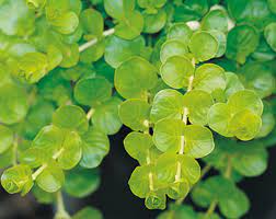 Maybe you would like to learn more about one of these? How To Grow Creeping Jenny Your Ideal Fast Growing Ground Cover Sunset Magazine