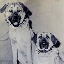 Anatolian Shepherd Dog Breed Information and Pictures