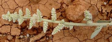 Image result for Aerva javanica