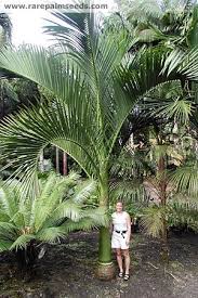 Carpoxylon Macrospermum Buy Seeds At Rarepalmseeds Com Palm Trees Landscaping Unusual Plants Plants