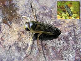 Corixa Punctata Batelier D Eau Corise