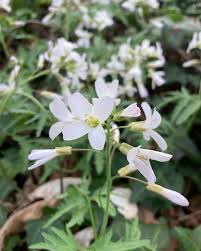 Image result for Cardamine obliqua