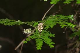 Image result for Macphersonia