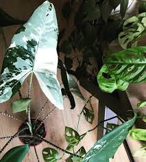 It does great under bright to intermediate lighting. Alocasia Zebrina Variegata Alocasia Zebrina Variegated Plants Plants