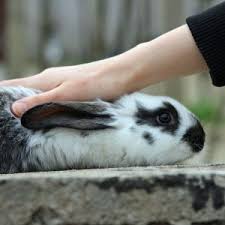 Where Do Rabbits Like To Be Petted Lafeber Co Small